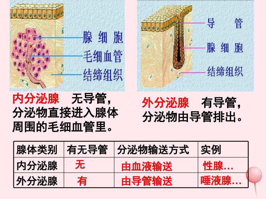 七年级生物下册 4.6.4激素调节课件 （新版）新人教版_第4页