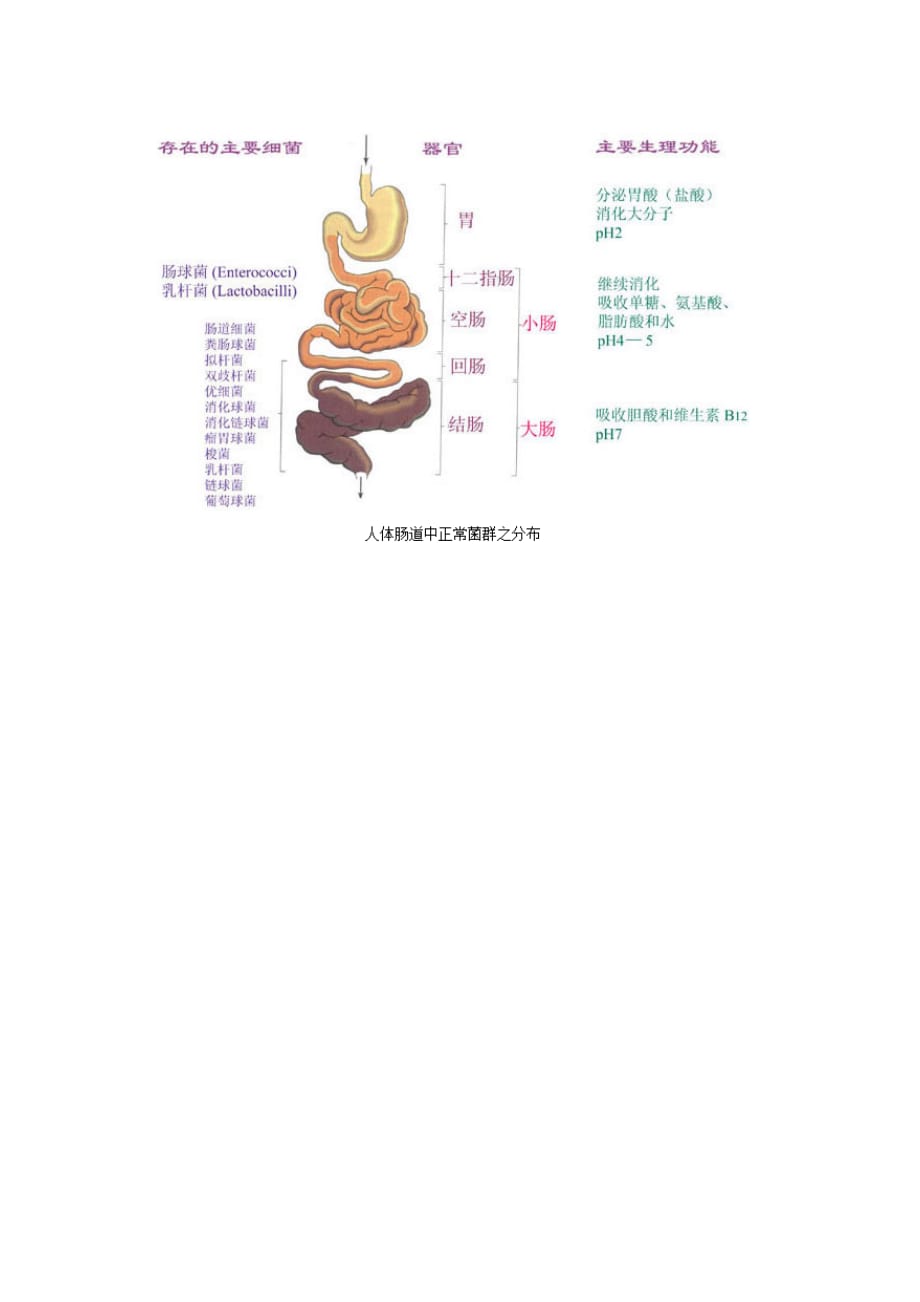 消化道菌群分布_第2页