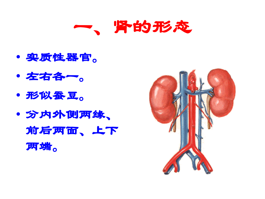 肾脏解剖结构图_第1页