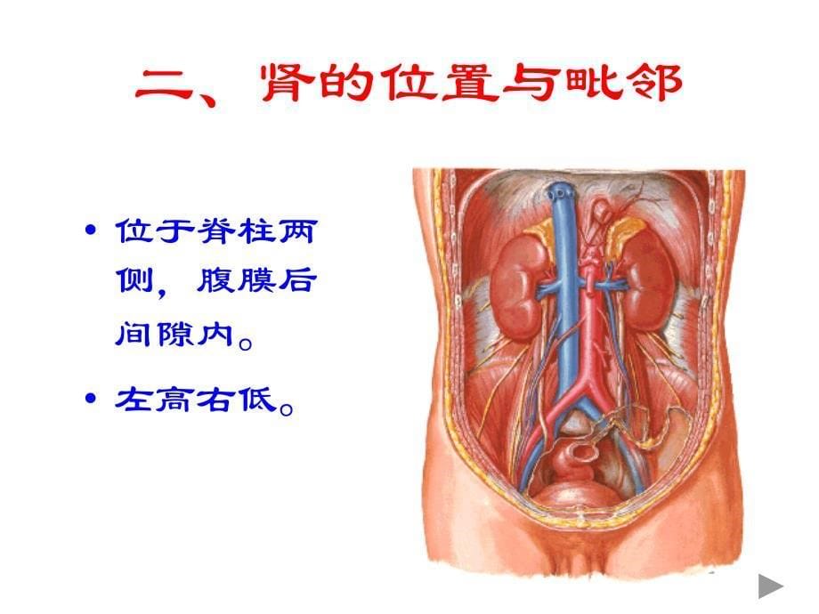 肾脏解剖结构图_第5页
