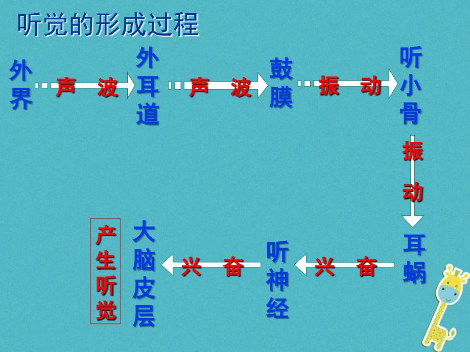 七年级生物下册 第2单元 第4章 第3节 信息的处理 神经调节的基本方式&mdash;&mdash;反射课件 （新版）冀教版_第2页