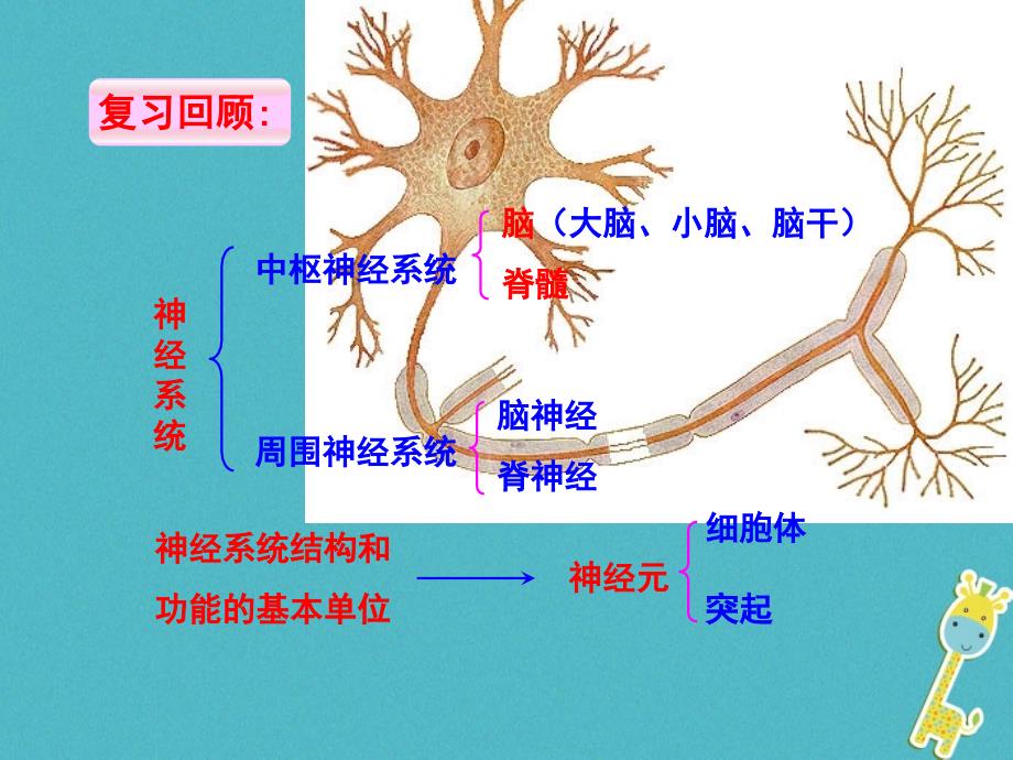 七年级生物下册 第2单元 第4章 第3节 信息的处理 神经调节的基本方式&mdash;&mdash;反射课件 （新版）冀教版_第3页