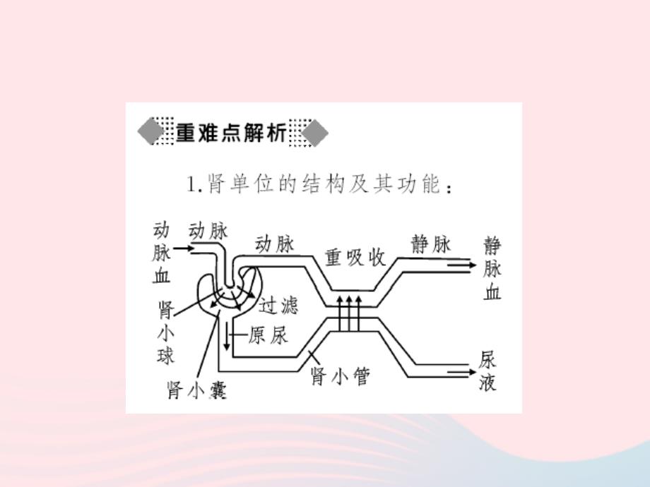 七年级生物下册 第四单元 第五章 人体内废物的排出习题课件 （新版）新人教版_第3页