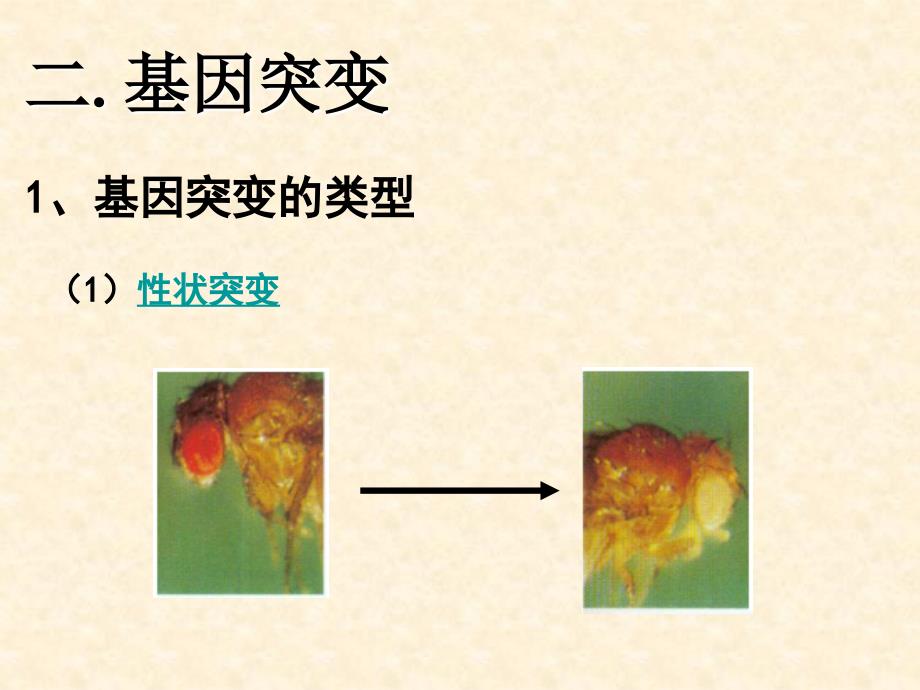 高中生物(浙科版必修)第四章同步教学课件-生物变异的来源-(共张)_第3页