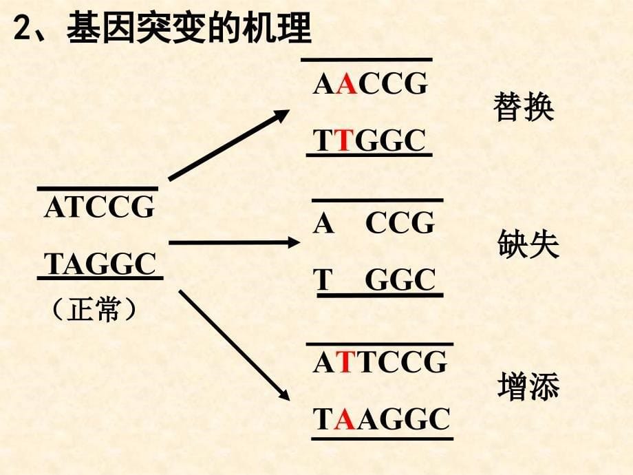 高中生物(浙科版必修)第四章同步教学课件-生物变异的来源-(共张)_第5页