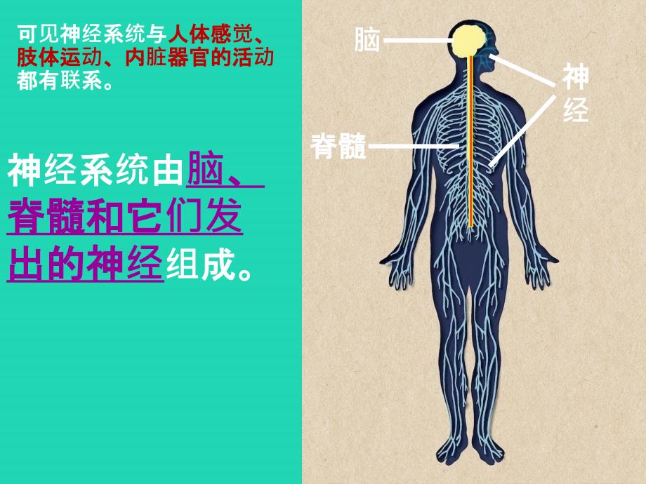 七年级生物下册 4.6.2《神经系统的组成》课件 （新版）新人教版_第4页