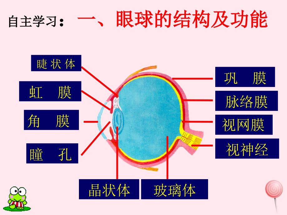 七年级生物下册 4.6.1人体对外界环境的感知课件 （新版）新人教版_第2页