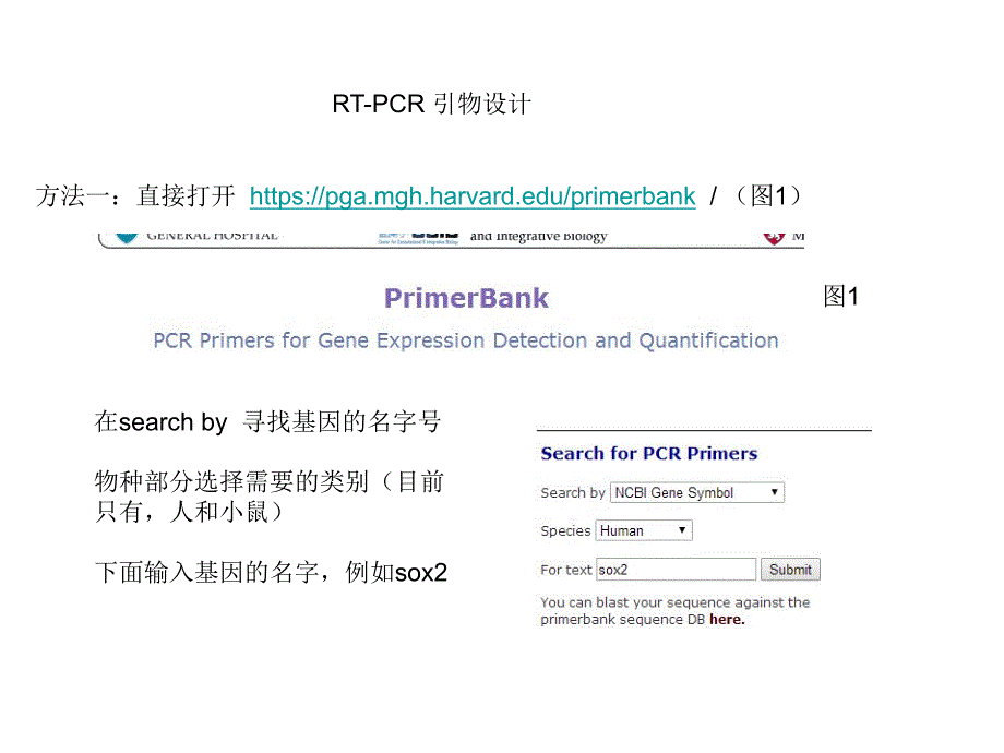 引物设计-rt-pcr 和cds引物设计_第2页