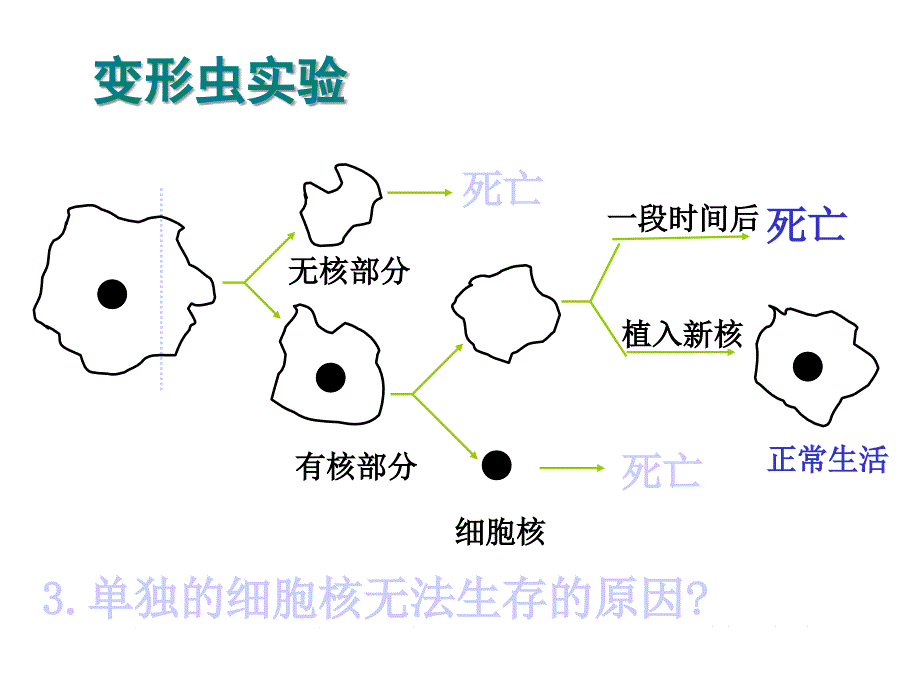 高一生物细胞核与原核生物_第4页