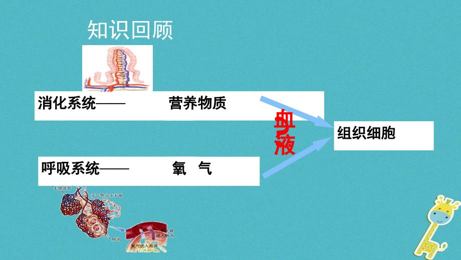 七年级生物下册 4.4.1 流动的组织&mdash;&mdash;血液课件（新版）新人教版_第2页