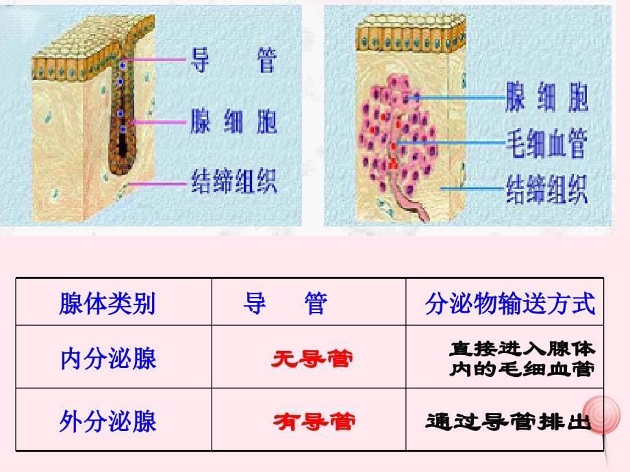 七年级生物下册 4.6.4激素调节课件1 （新版）新人教版_第5页