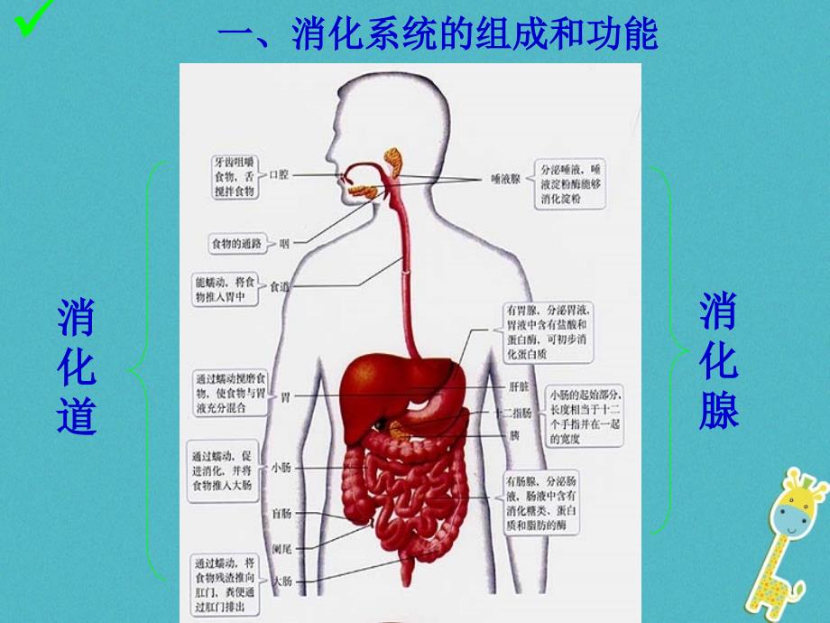 七年级生物下册 第四单元 第二章 第二节 消化和吸收课件1 （新版）新人教版_第2页