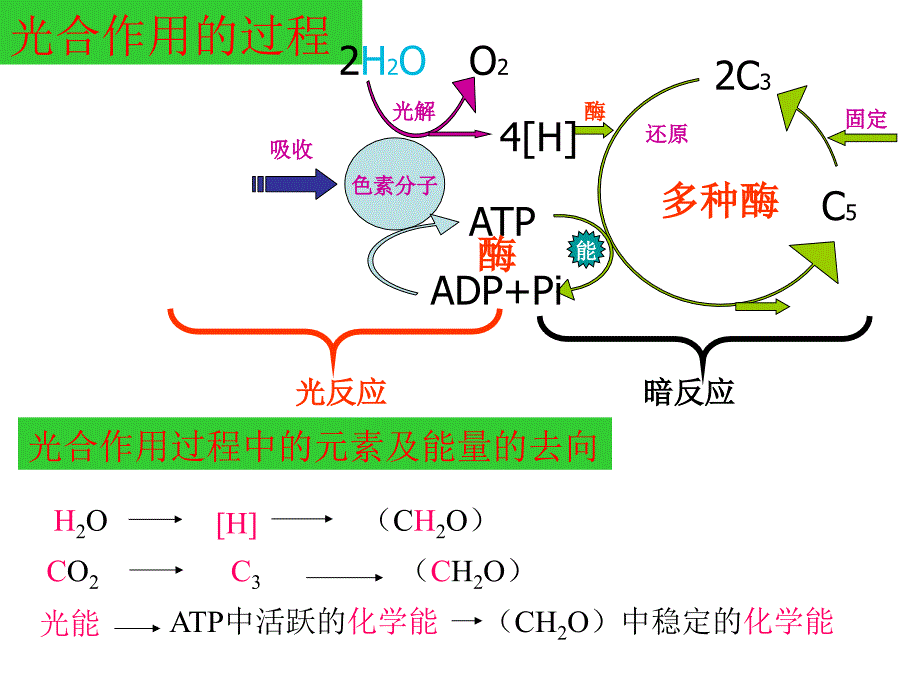 高三细胞呼吸和光合作用复习_第3页