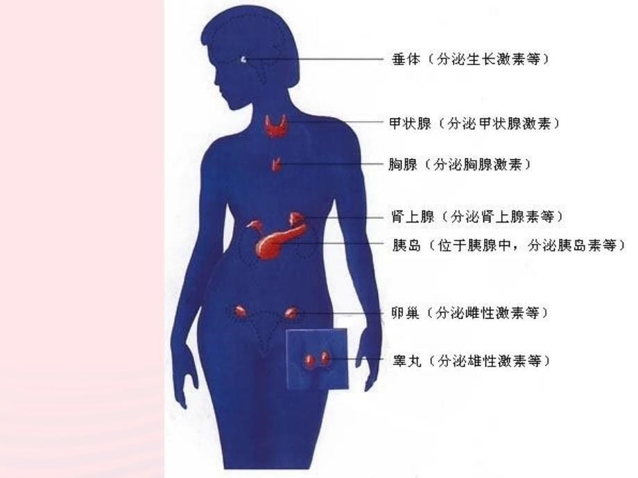 七年级生物下册 4.6.4 激素调节课件1 （新版）新人教版_第5页