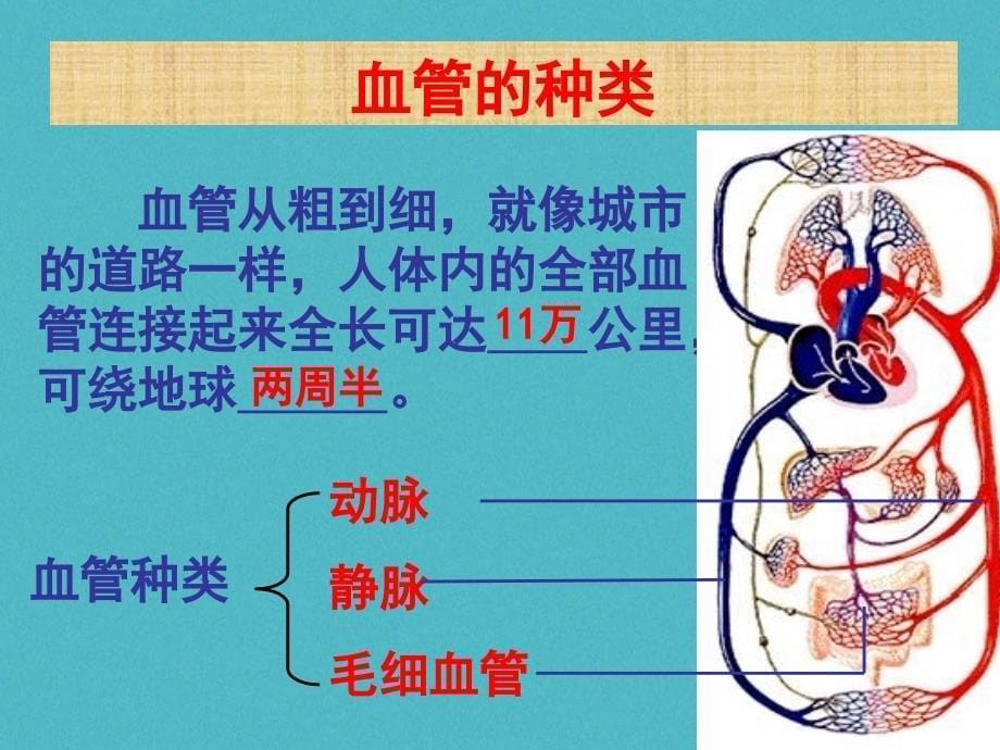 七年级生物下册 第2单元 第2章 第2节 物质运输的器官-血管课件 （新版）冀教版_第5页