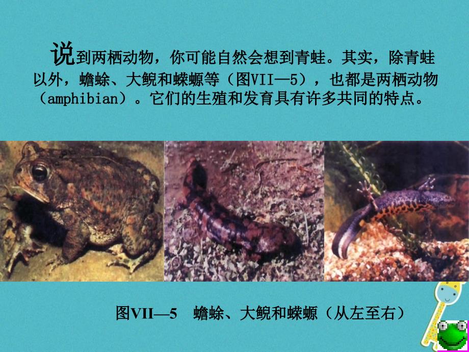 湖南省益阳市八年级生物下册 7.1.3 两栖动物的生殖和发育课件 （新版）新人教版_第2页