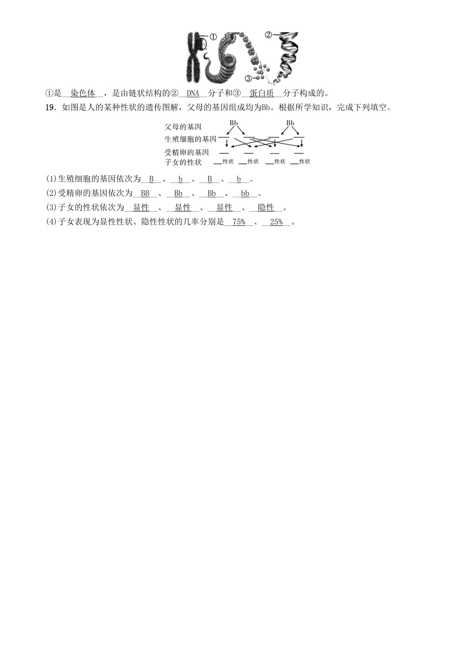 （襄阳专版）2018年中考生物总复习 必背知识过关卡 16 遗传和变异_第2页