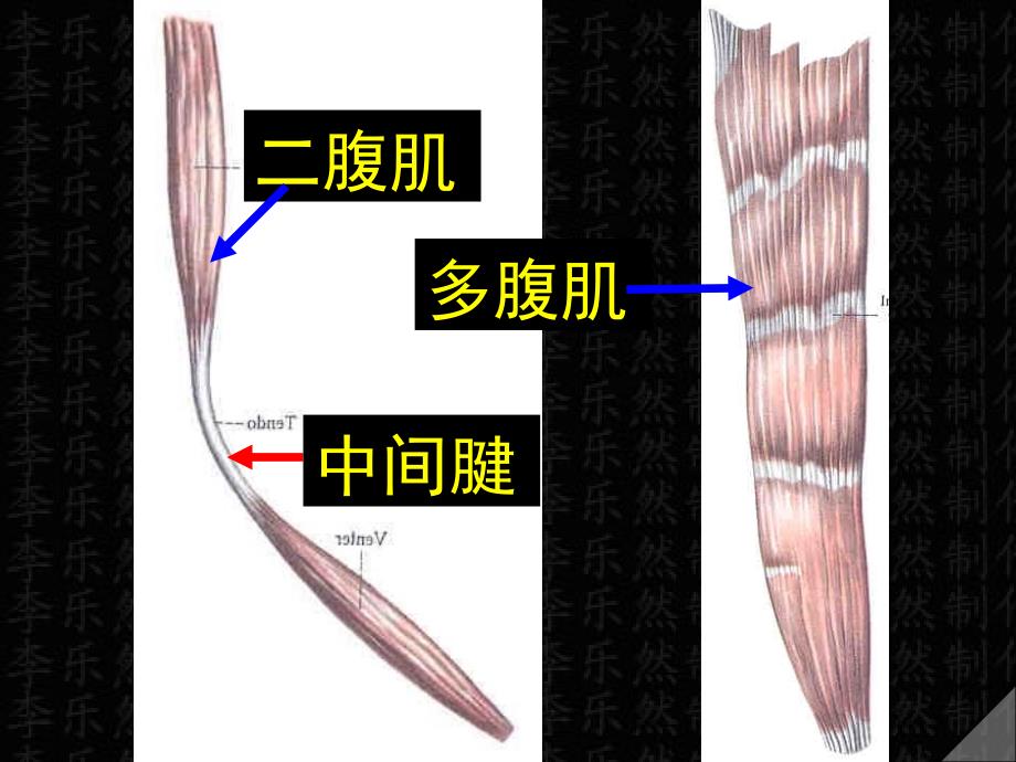 肌学概述-彩色图谱_第4页