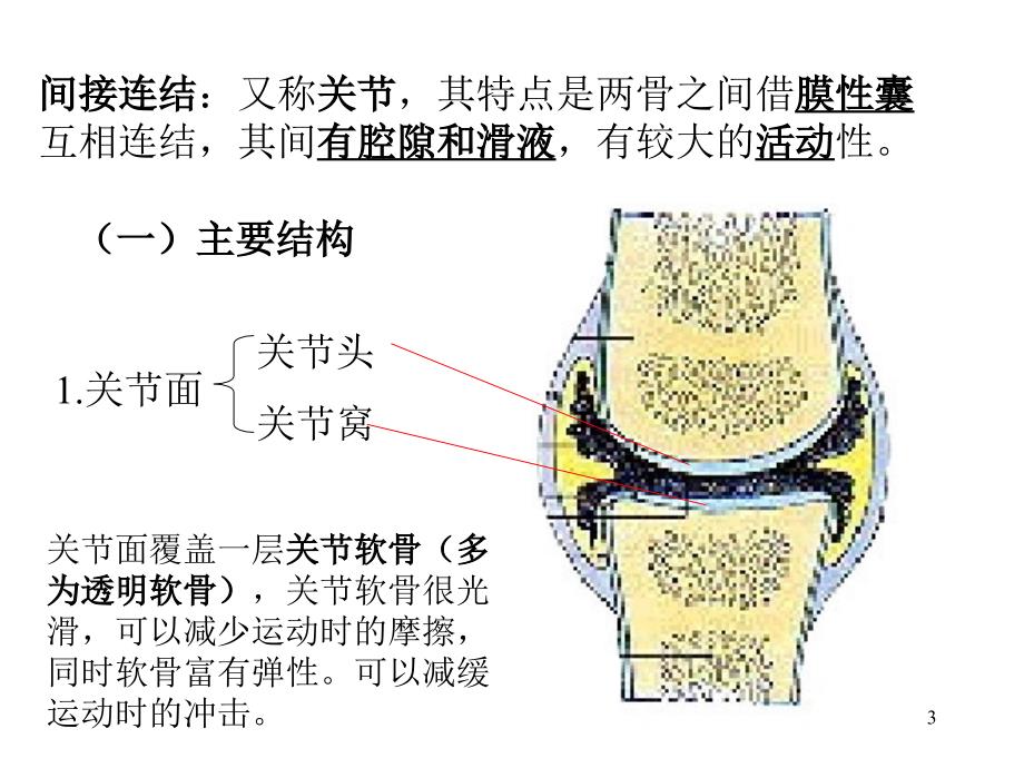 骨连接(new)_第3页