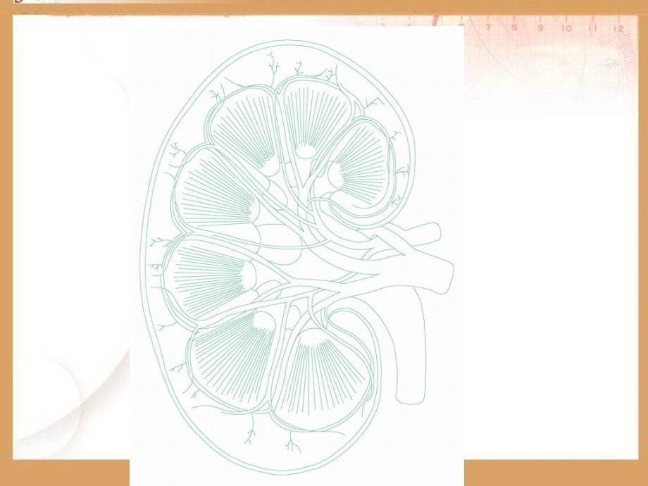 最新呵护我们的身体-课件(教科版科学四年级上册)_第5页