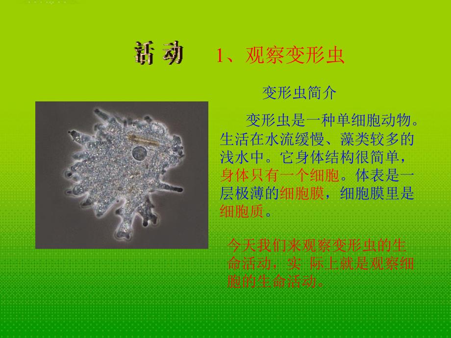 湖北省汉川实验中学七年级生物上册-细胞是生命活动的单位课件-人教新课标版_第3页