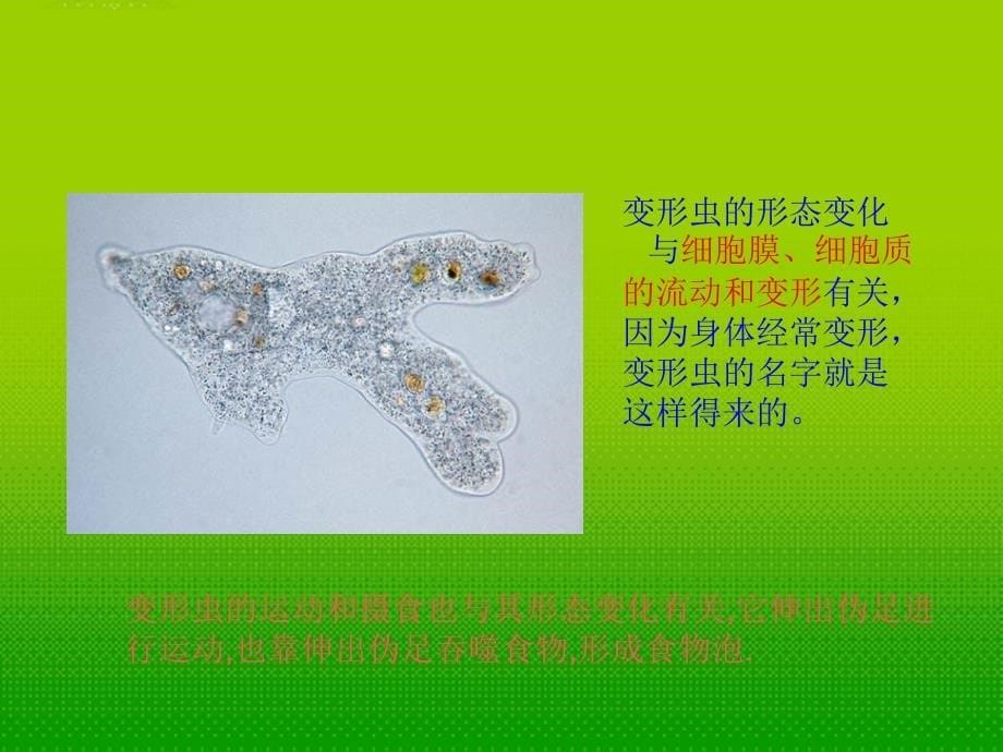 湖北省汉川实验中学七年级生物上册-细胞是生命活动的单位课件-人教新课标版_第5页