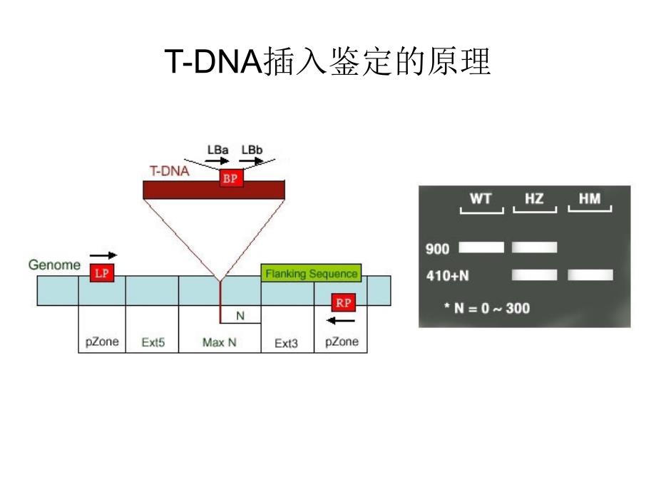 实验五 拟南芥t-dna插入突变纯合体的鉴定_第3页