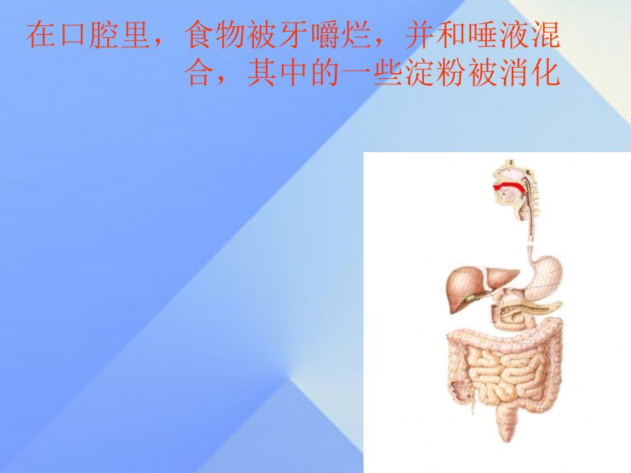 2016秋四年级科学上册 2.3《一次奇妙的旅行》课件5 大象版_第2页