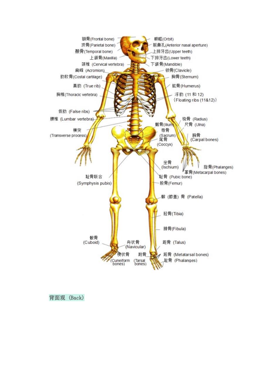 基础瑜伽解剖学_第4页