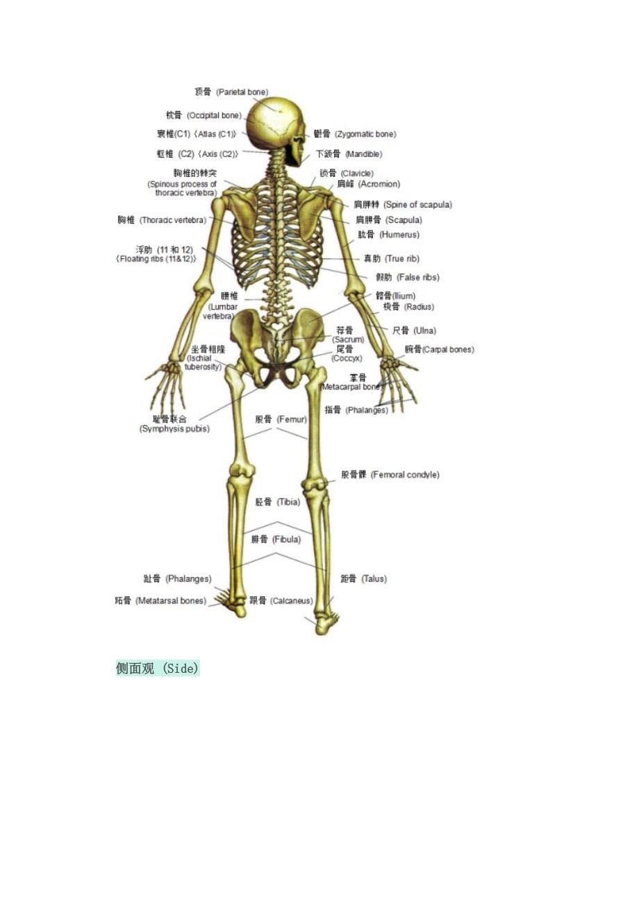 基础瑜伽解剖学_第5页