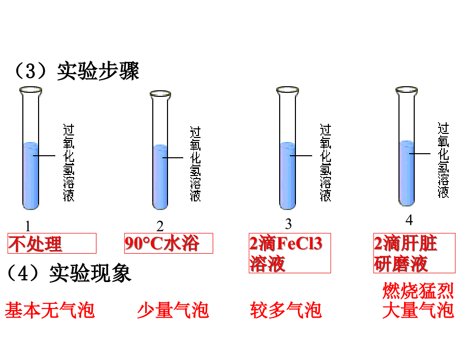 降低化学反应活化能的酶刘_第4页
