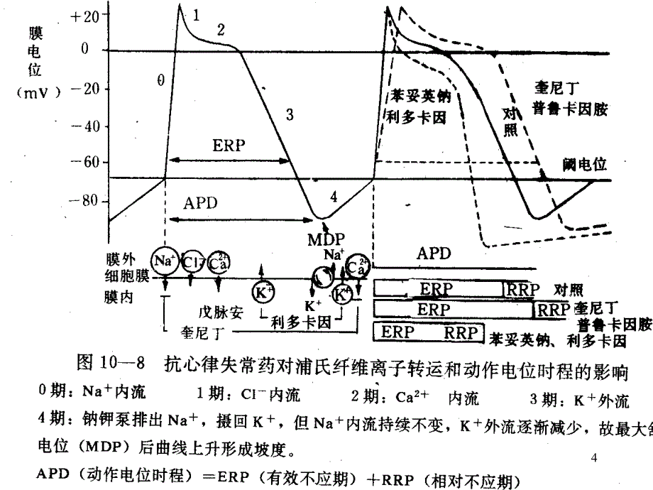 抗心律失常药(吕)要点_第4页