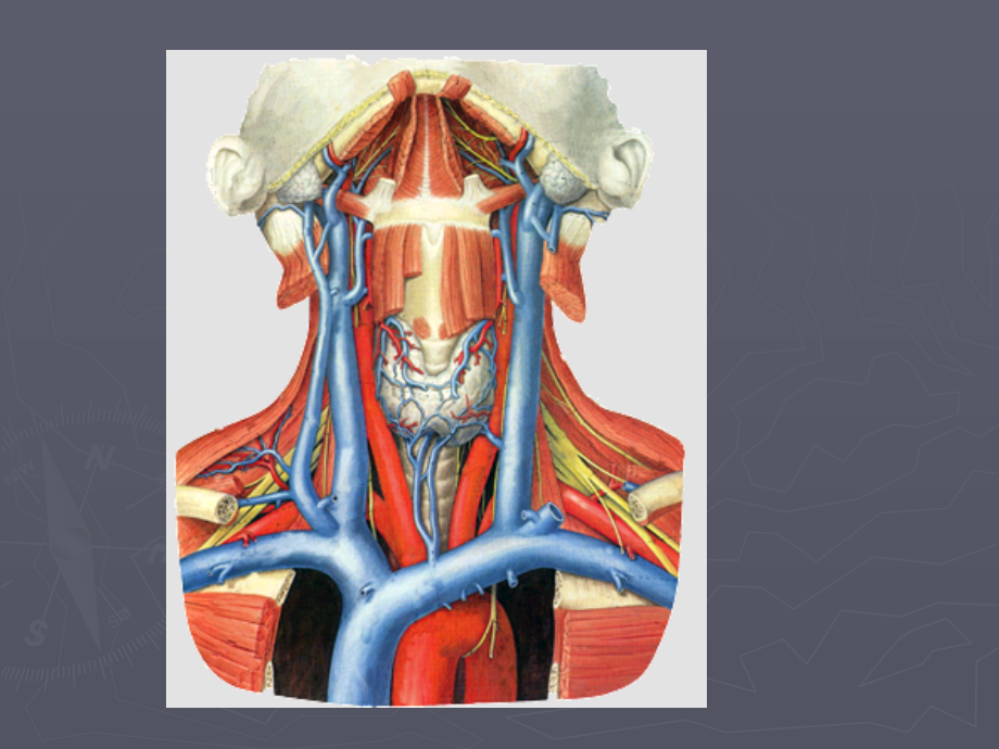 口腔解剖生理学-血管、淋巴_第2页