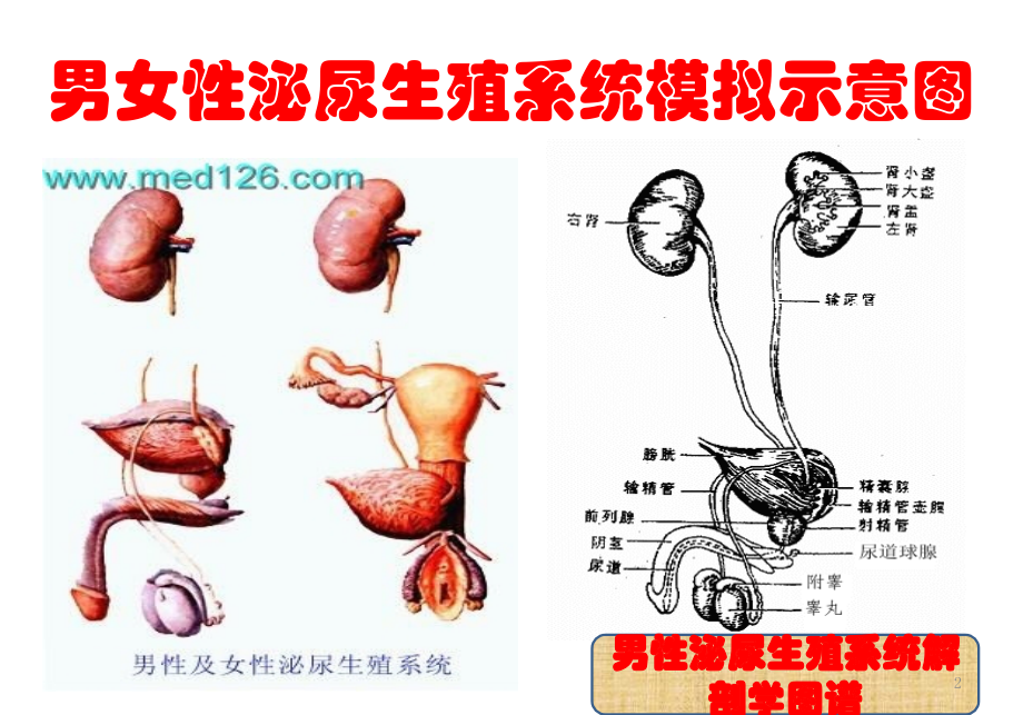 泌尿外科疾病知识及护理要点-课件_第2页