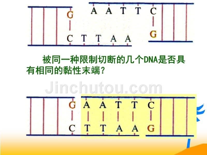 基因工程和应用_第5页
