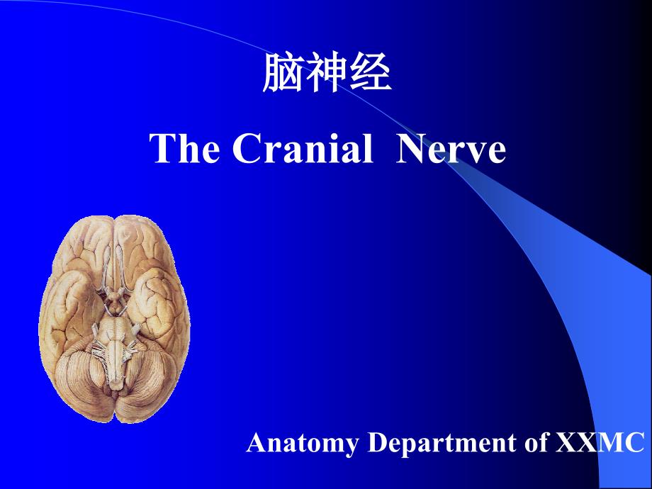 临床专业-脑神经_第1页