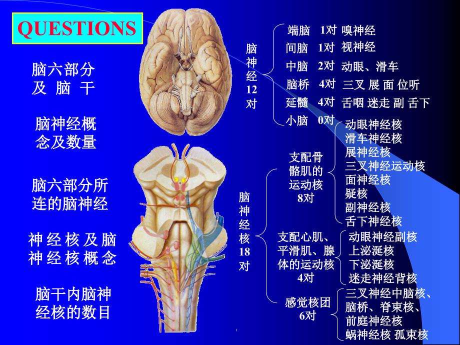 临床专业-脑神经_第2页