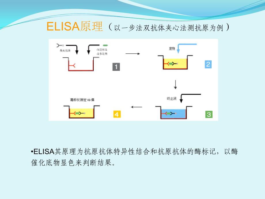 培训课件：酶联免疫吸附试验(ELISA)操作注意事项.ppt_第3页