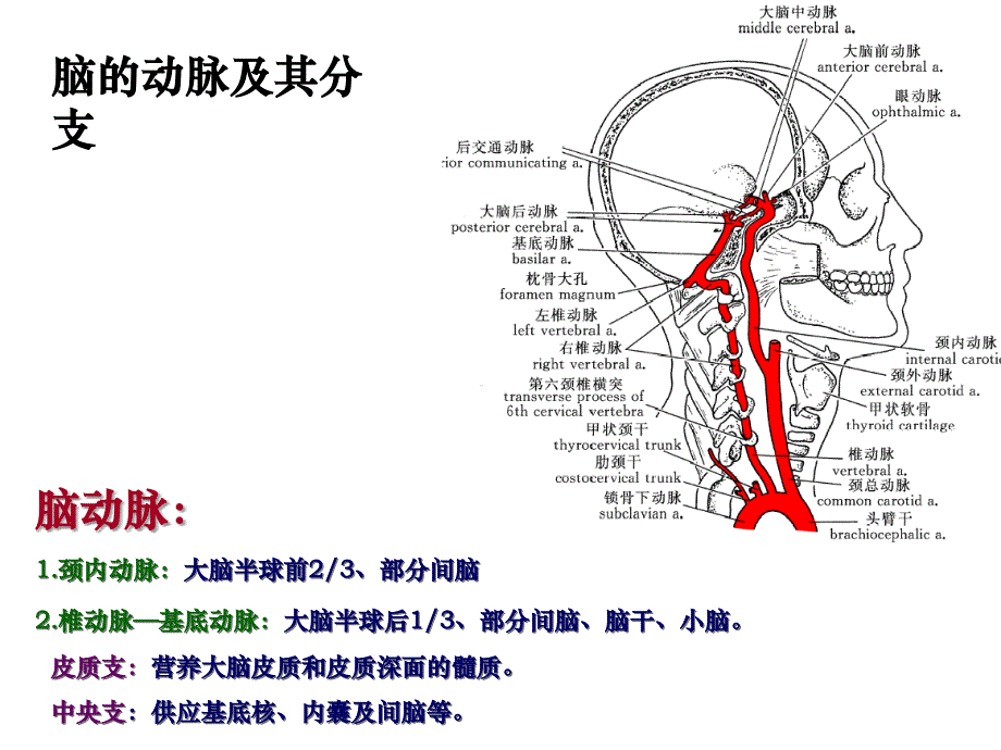 脑血管和其分支_第1页