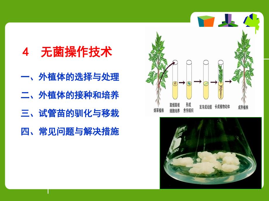 组培实验外植体选择处理及接种培养_第1页