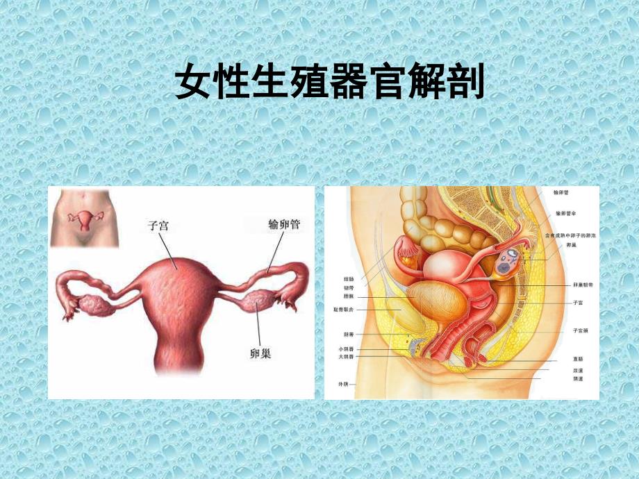 女性生殖器官解剖_第1页