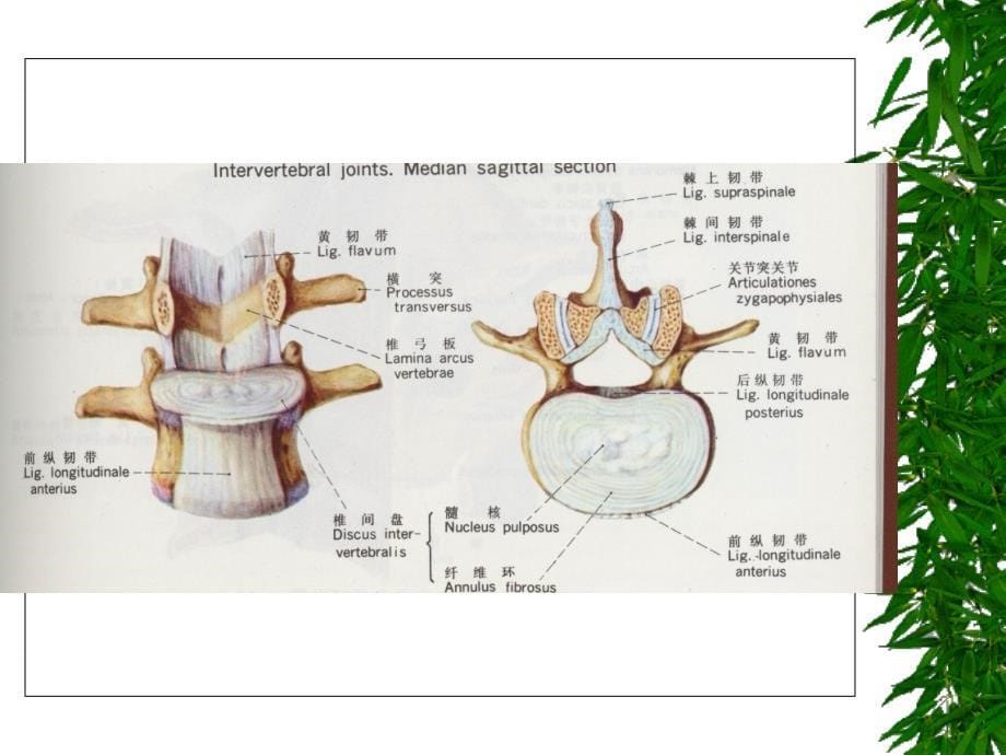 颈椎腰椎肢体牵引疗法(详细版)资料_第5页