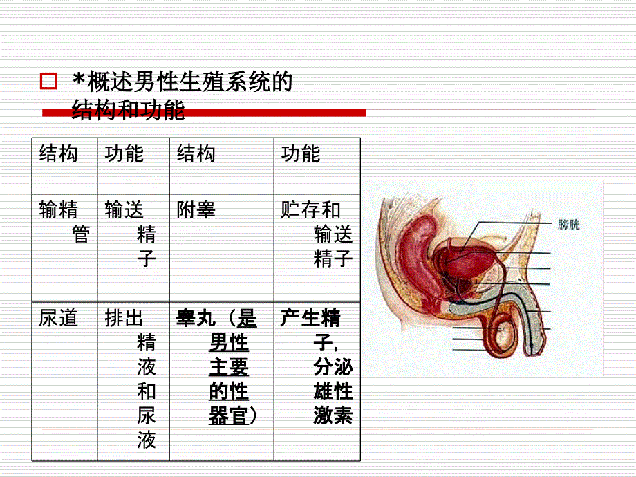 七年级下册生物总复习PPT.ppt_第4页