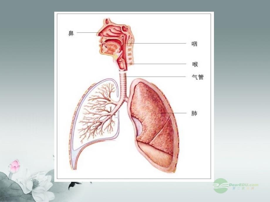 七年级生物下册第十章人体的能量供应第二节人体细胞获得氧气的过程(第二课时)课件北师大版_第1页