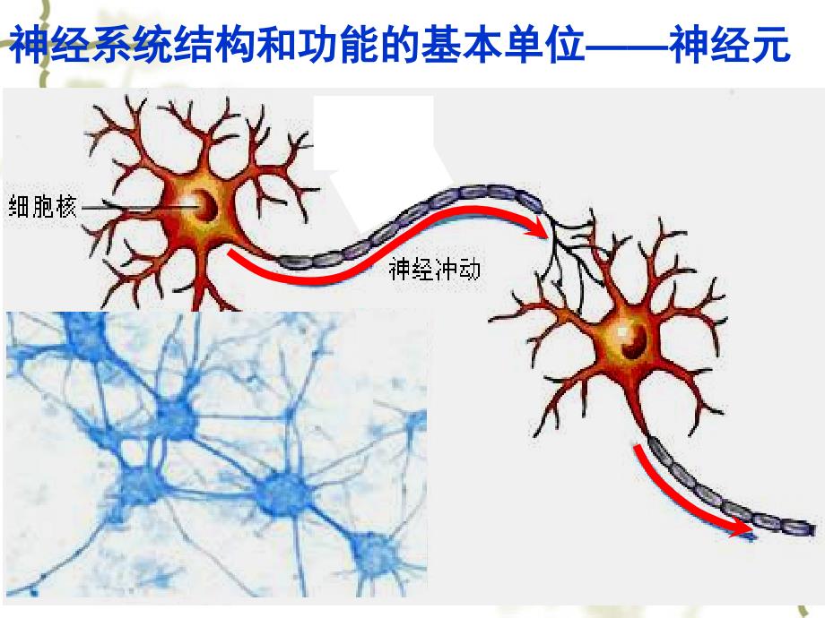 人教版教学课程21通过神经系统调节必修3_第4页