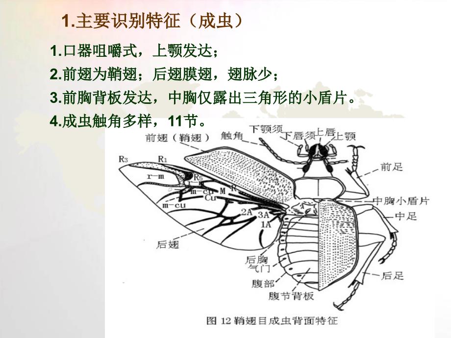 鞘翅目_第3页