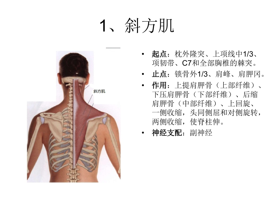 上肢触诊图-2_第1页