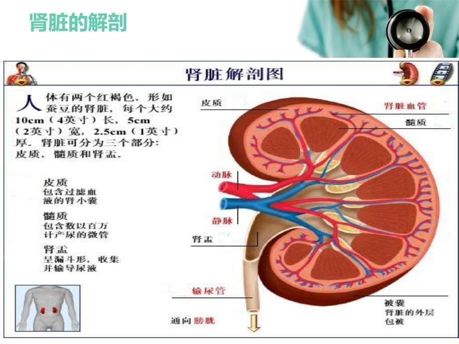 十二章-肾功能检查_第5页