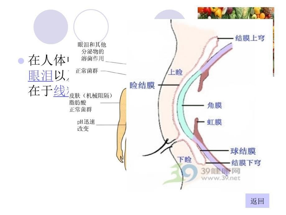 溶菌酶_第5页