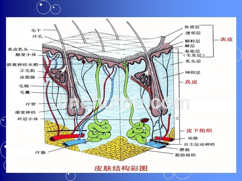 人卫版药剂学第七版第十三章半固体制剂课件_第4页